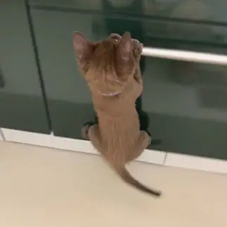 打倒兄ちゃんに燃えすぎるネコ　　まりまさん