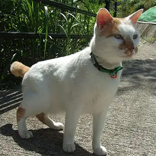 犬のポーズすぎるネコ　　sirasuさん
