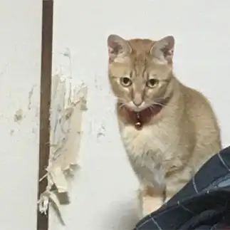 謝らず睨みすぎるネコ　　みかぽんさん