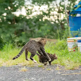 子猫の暴走を止めるのに全力すぎるネコ　　jingさん