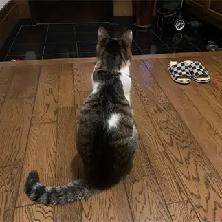 忠猫すぎるネコ　　まゆみんさん