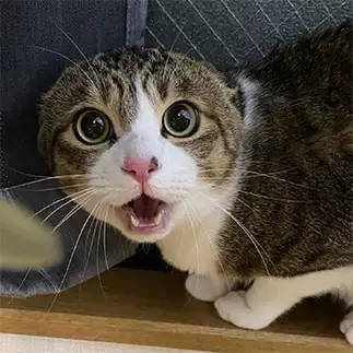 丸すぎるネコ　　りちさん