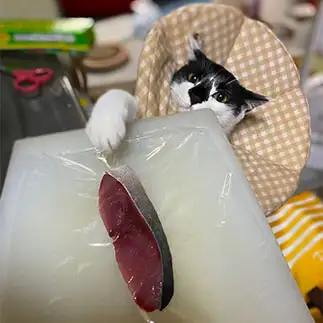 食べたすぎるネコ　　よっちゃんさん