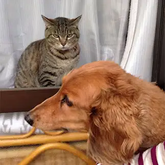 目力ありすぎるネコ　　ドリーさん