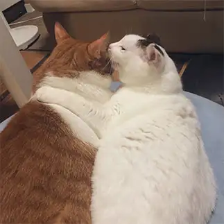 コソコソ話をしすぎるネコ　　ちーはらさん