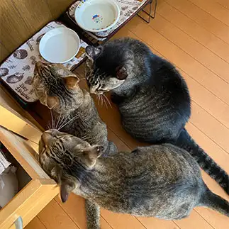 すみっこに集まりすぎるネコ　　石黒友栄さん