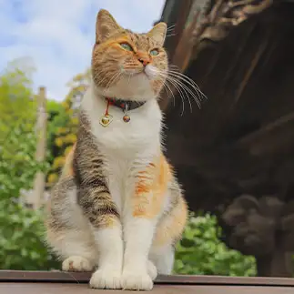 俳句が詠めそうすぎるネコ　　あゆみさん
