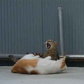 セカチューすぎるネコ　　ままめろんさん