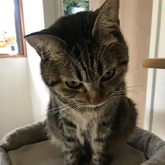 カメラを向けられるのがイヤすぎるネコ　　てふさん
