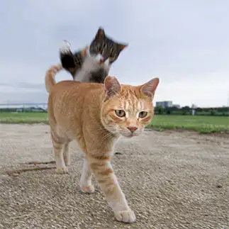 志村!うしろ、うしろ～!すぎるネコ　　ぽり犬さん