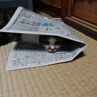 オシリ隠さなすぎるネコ　　いっちゃんさん