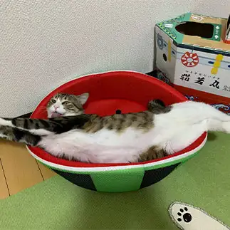 ダイナミックすぎるネコ　　りちさん