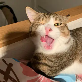 ファンキーすぎるネコ　　りちさん