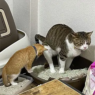 ガン見しすぎるネコ　　りちさん