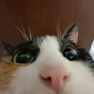 ミケ猫なのにとっとこ（ハムスターのやつ）すぎるネコ　　紫苑さん