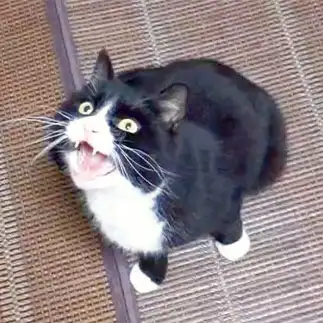 叫びすぎるネコ　　tachiさん