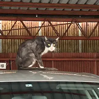 なに見てんのよ!すぎるネコ　　からくりぴーちさん