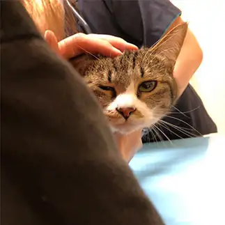 お利口にしているけど病院嫌いが顔に出すぎるネコ　　とらママさん