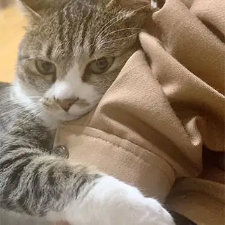 しがみつきすぎるネコ　　とらママさん