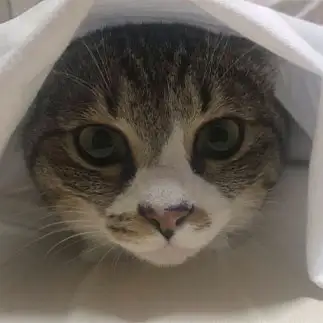 もぐりすぎるネコ　　とらママさん