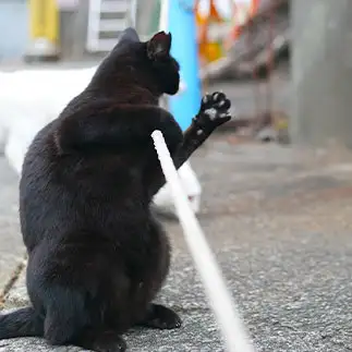 手相が気になりすぎるネコ　　akiさん