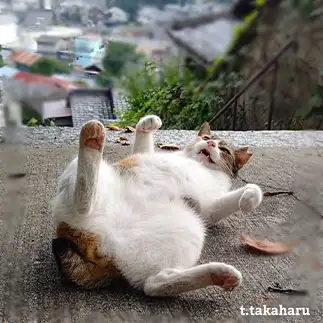 もう、どうにでもしてって言いすぎるネコ　　t.takaharuさん