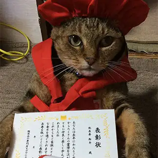 若すぎるネコ　　ジャムさん