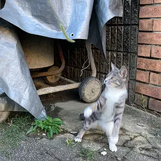 なんやこれ!すぎるネコ　　からくりぴーちさん