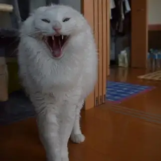妖怪すぎるネコ　　らいりむさん
