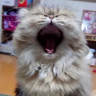 笑顔すぎるネコ　　らいりむさん