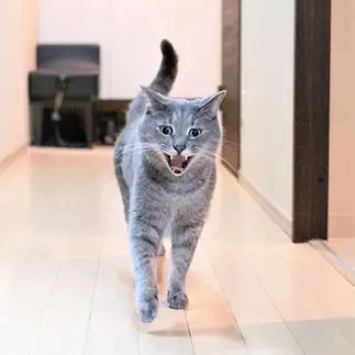 表情豊かすぎるネコ　　ゆずなつさん