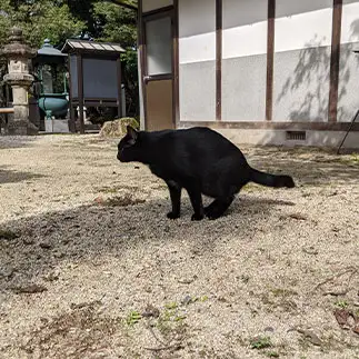 踏ん張りすぎるネコ　　いっちゃんさん