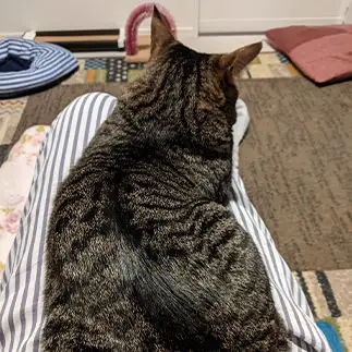 まるでツチノコすぎるネコ　　やよいさん