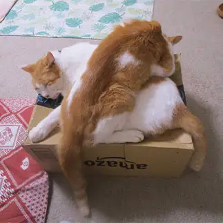 段ボールが好きすぎるネコ　　sirasuさん