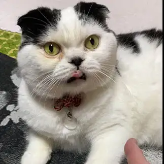 早くおやつちょーだい!お手!しすぎるネコ　　ぱんだるさん