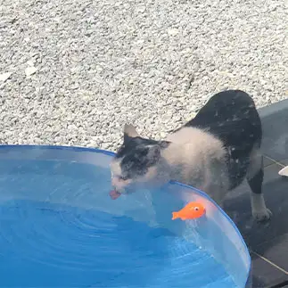 水を飲みすぎるネコ　　えいこ8さん