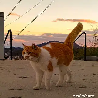 尻尾が夕日の雲になりすぎるネコ　　t.takaharuさん