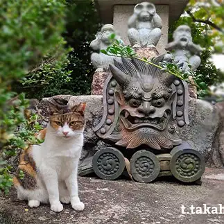 鬼瓦さんと一緒に仲良く睨みを、効かしすぎるネコ　　t.takaharuさん