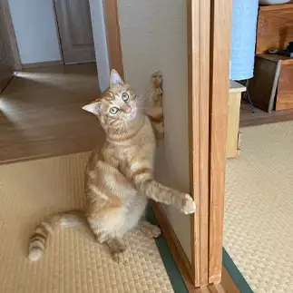 「こちらのお部屋になります」中居さんすぎるネコ　　トラのハナさん