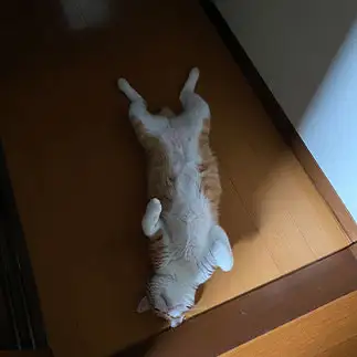 だらけすぎるネコ　　hiroさん