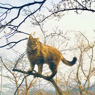 かっこつけてるけど…落ちたらドリフすぎるネコ　　ちょこシューさん