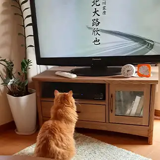 テレビの好み渋すぎるネコ　　ゆみさんさん