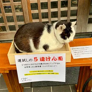 どう見ても5連けん玉には見えなすぎるネコ　　ちょこシューさん