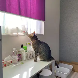 ほのぼのすぎるネコ　　あーちゃんママさん