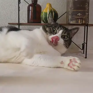 舌が長すぎるネコ　　すずコタママさん