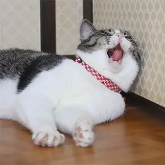 変顔すぎるネコ　　すずコタママさん