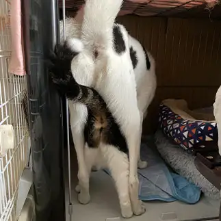 ハマりすぎるネコ　　くらさん
