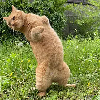 ブリッジの練習をしすぎるネコ　　月夜のライオンさん