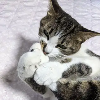 フルート奏者になりたすぎるネコ　　ひまわり屋ひまさん
