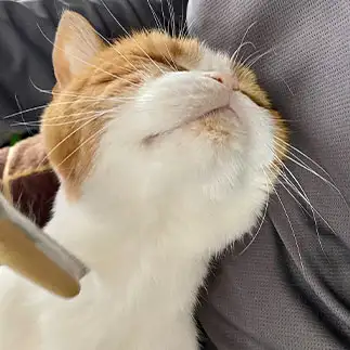 至福の時すぎるネコ　　tachiさん